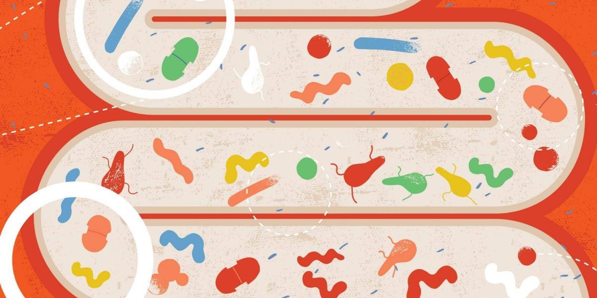 The Gut Microbiome – What Is It?
