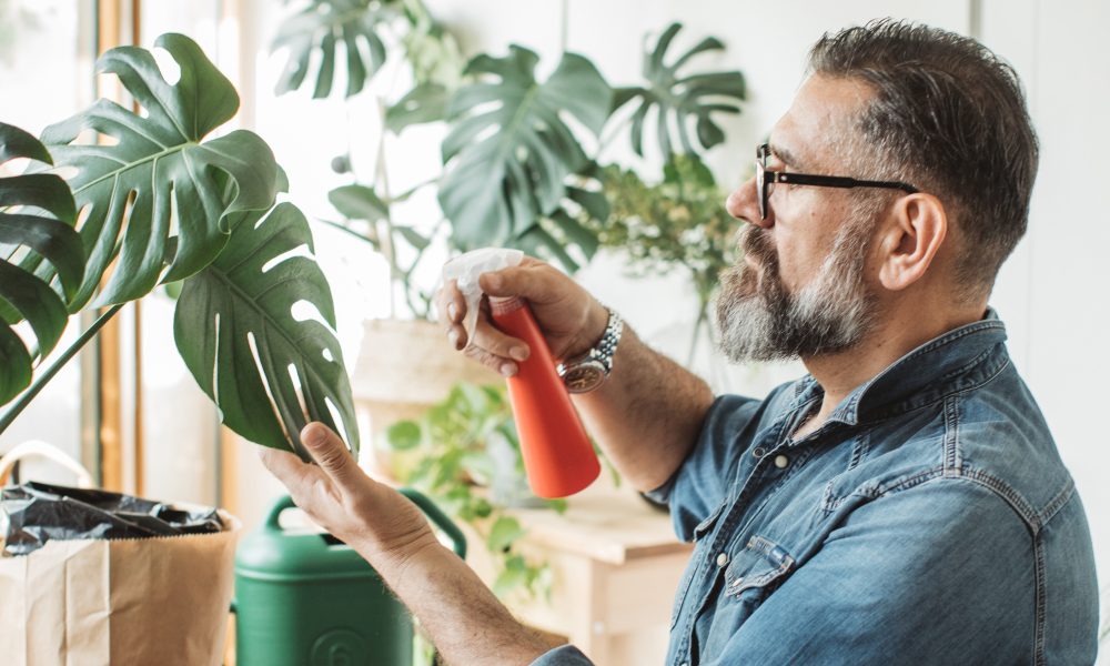 Your guide to decorating with large indoor trees and plants